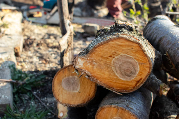 Best Firewood Processing and Delivery  in Franklin Lakes, NJ