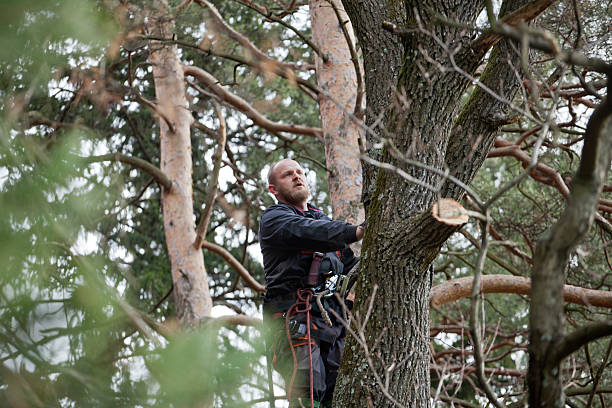 How Our Tree Care Process Works  in  Franklin Lakes, NJ